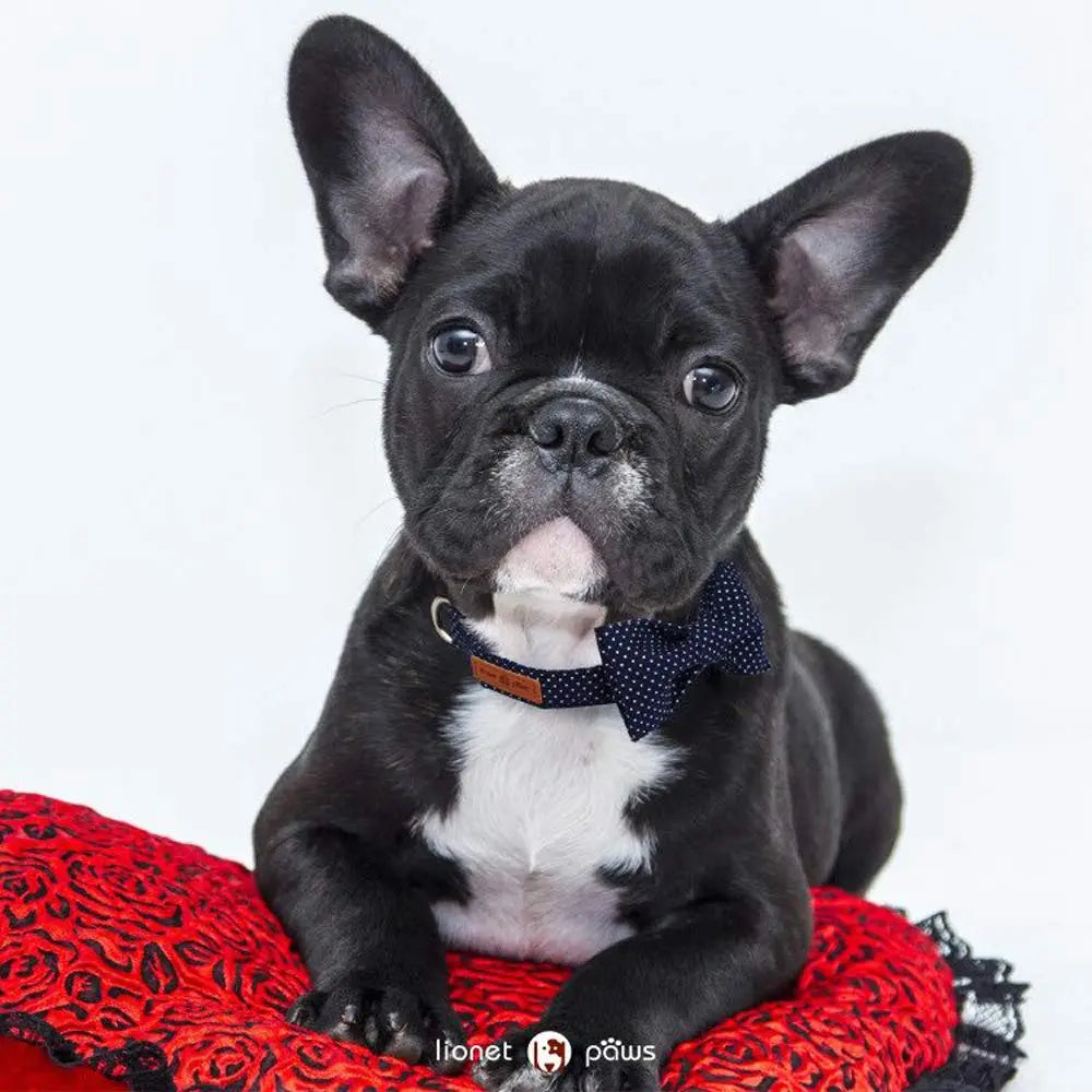LIONET PAWS Polka Dot Dog Collar with Bowtie - Durable, Adjustable, and Comfortable for Small to Large Dogs and Cats (Summer Vibes)