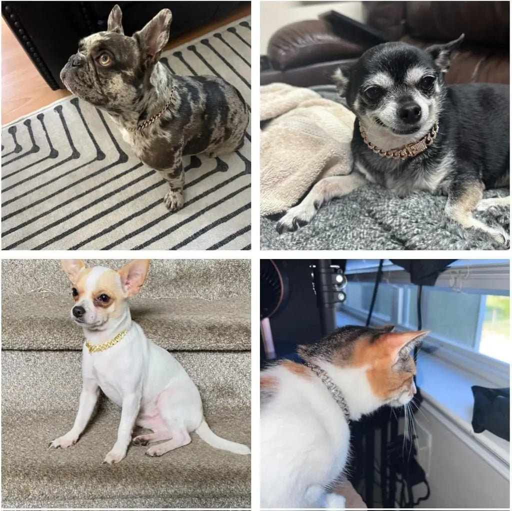 Gold Dog Chain Collars with Rhinestones - Sparkling Diamond Metal Cuban Link Collars for Small, Medium, and Large Dogs and Cats