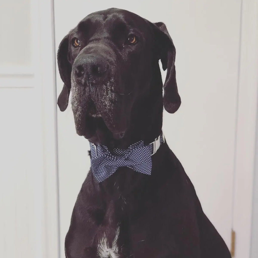 LIONET PAWS Polka Dot Dog Collar with Bowtie - Durable, Adjustable, and Comfortable for Small to Large Dogs and Cats (Summer Vibes)