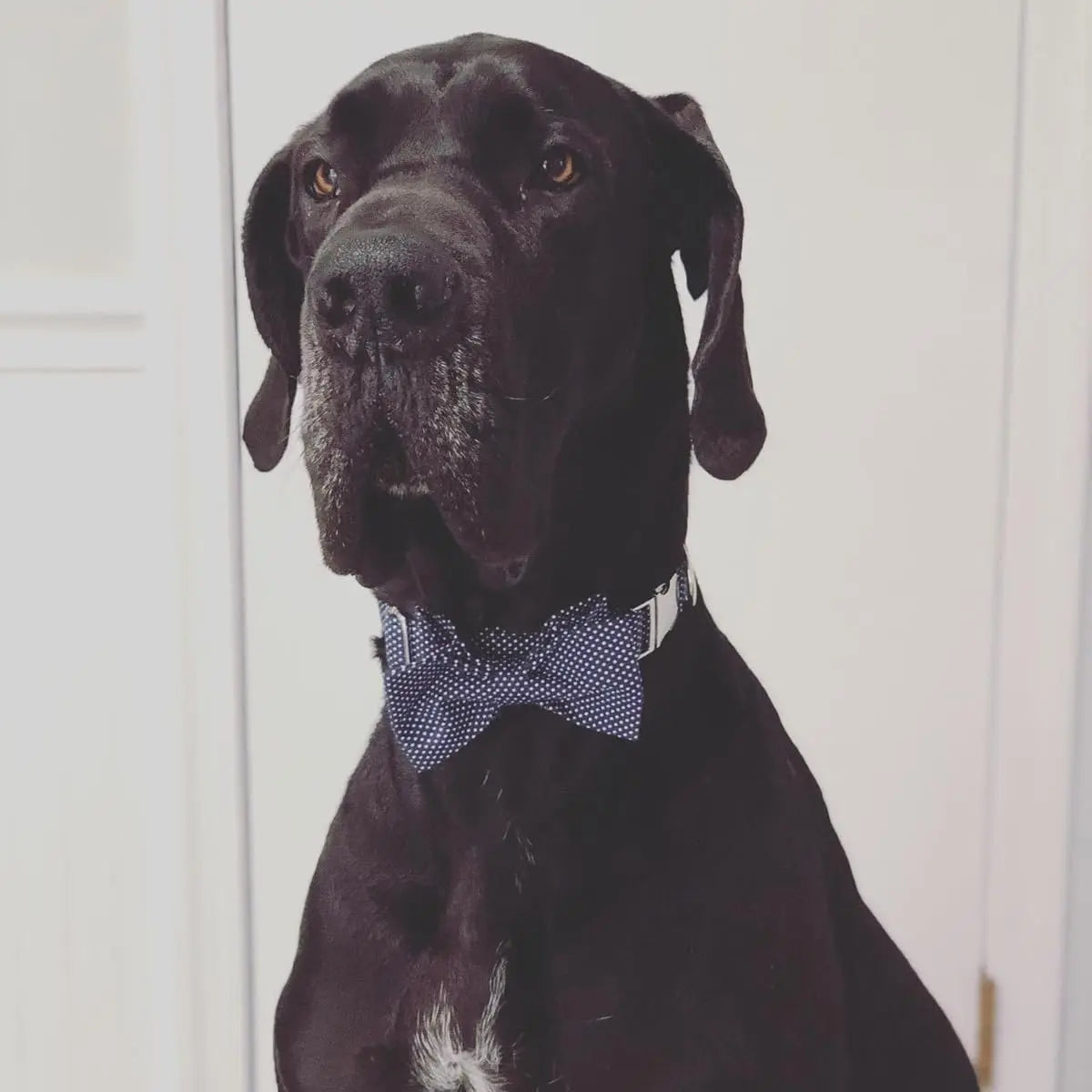 LIONET PAWS Polka Dot Dog Collar with Bowtie - Durable, Adjustable, and Comfortable for Small to Large Dogs and Cats (Summer Vibes)